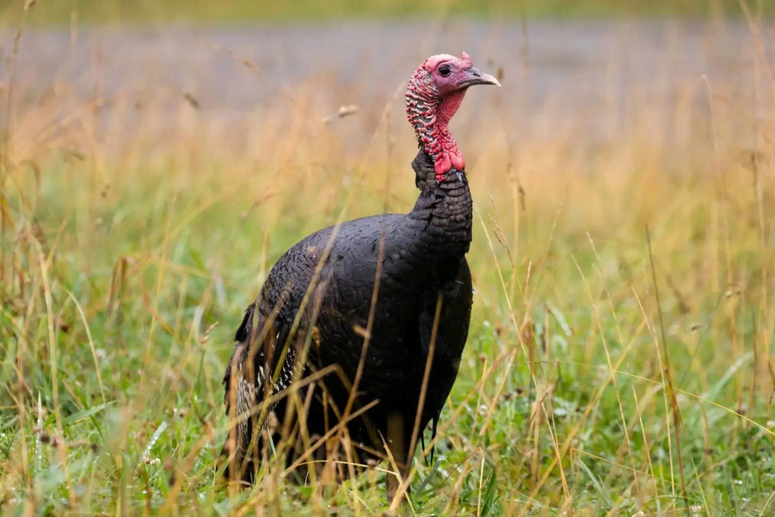 Estrategias veterinarias para contener la salmonelosis en los pavos