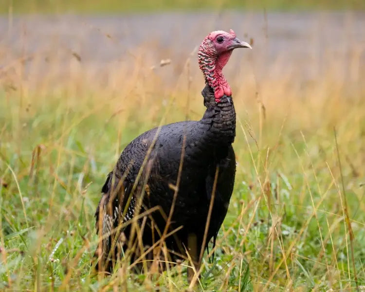 Prevención de la Histomoniasis en el Pavo Mexicano