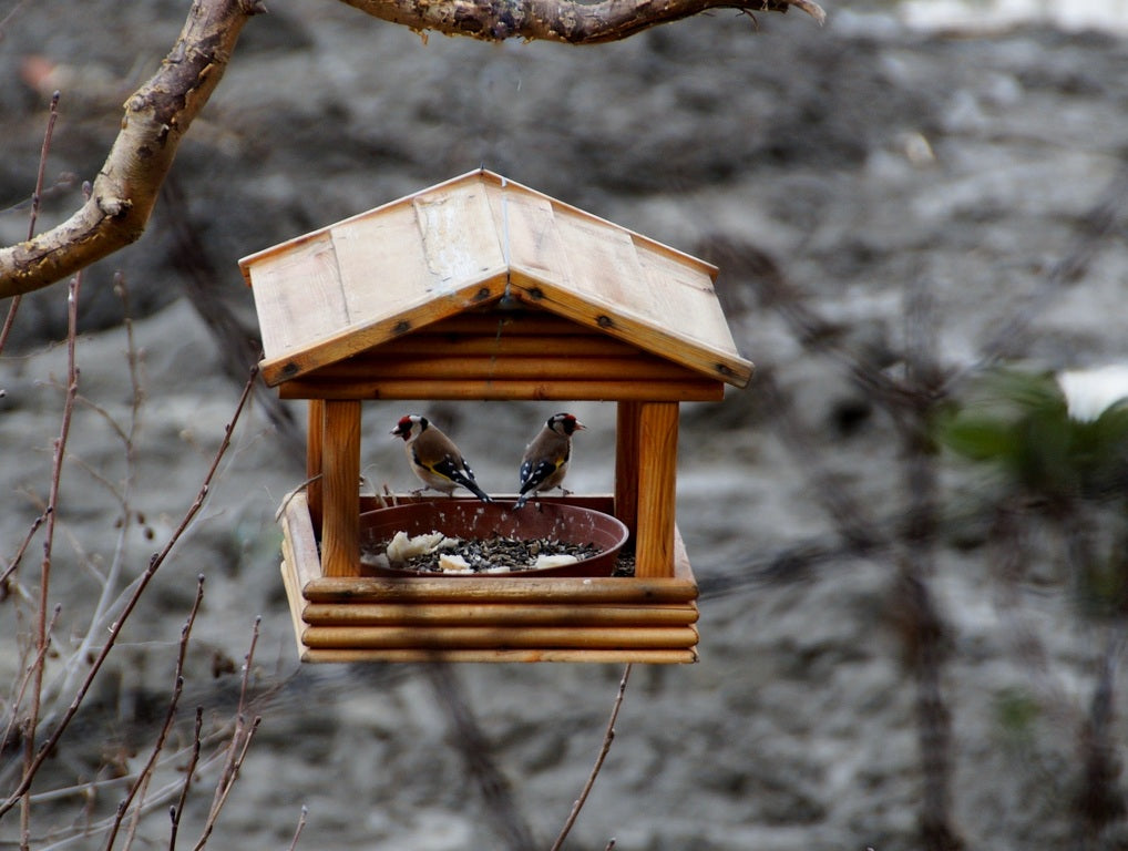 Recibir a pájaros mascota en casa
