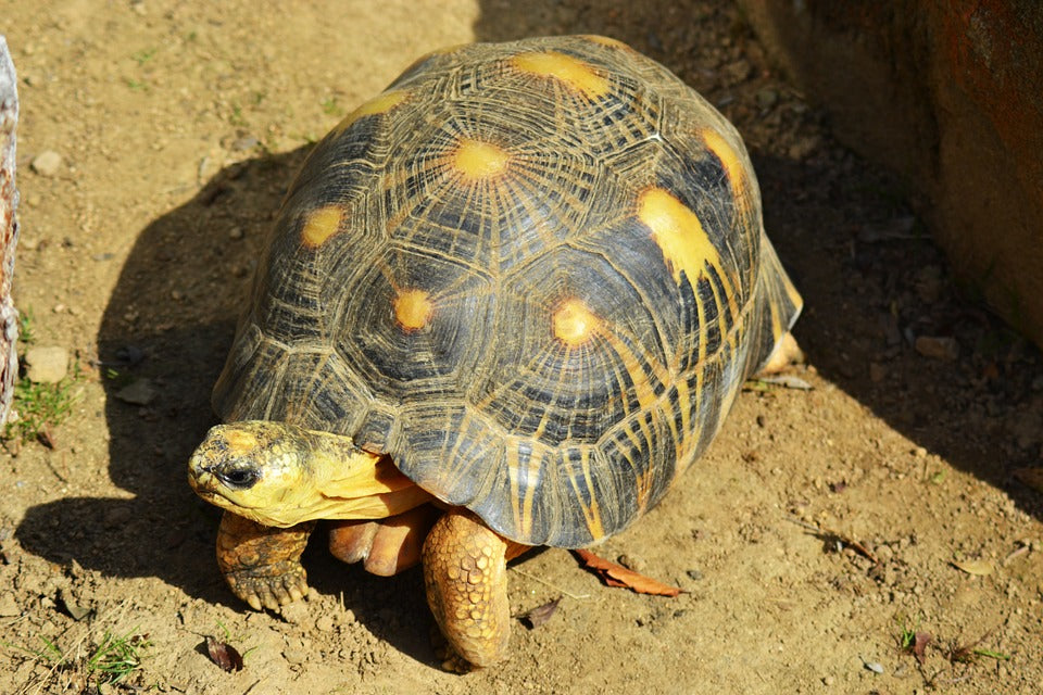 Consejos para tener tortugas de tierra y agua como mascotas