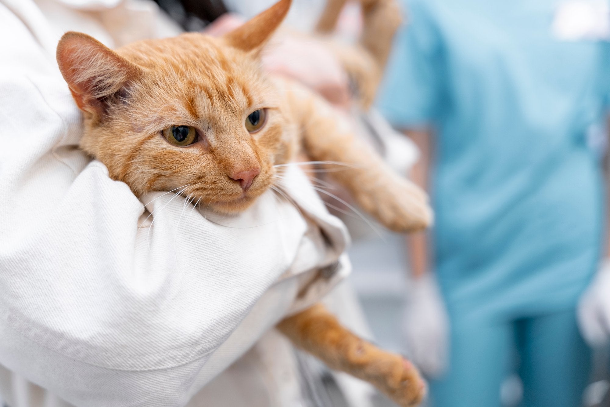 Gatos