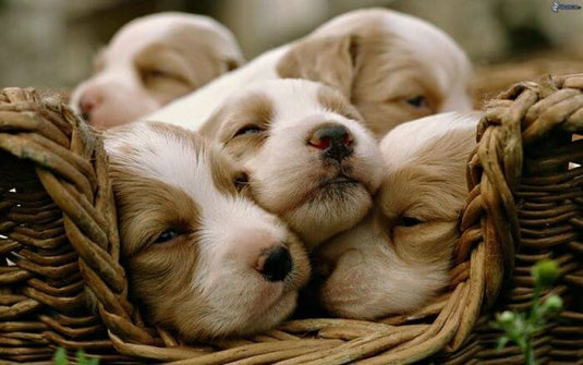 Cachorros
