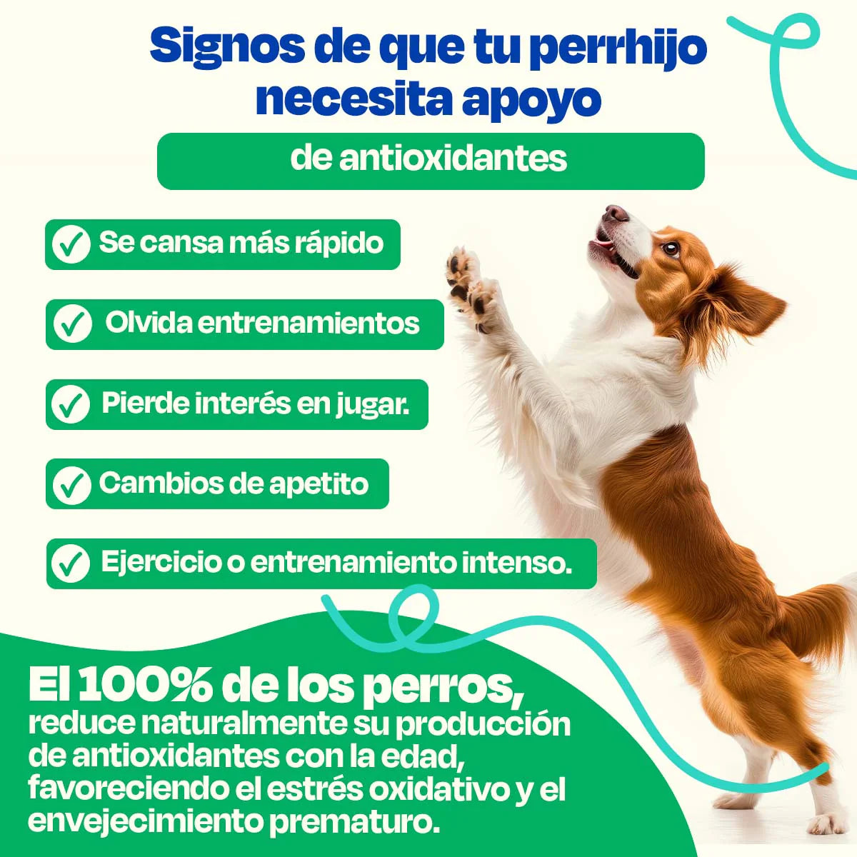 Dogelthy Antiox Blend Sabor Cerdo 270 g (Antioxidante para Perros)