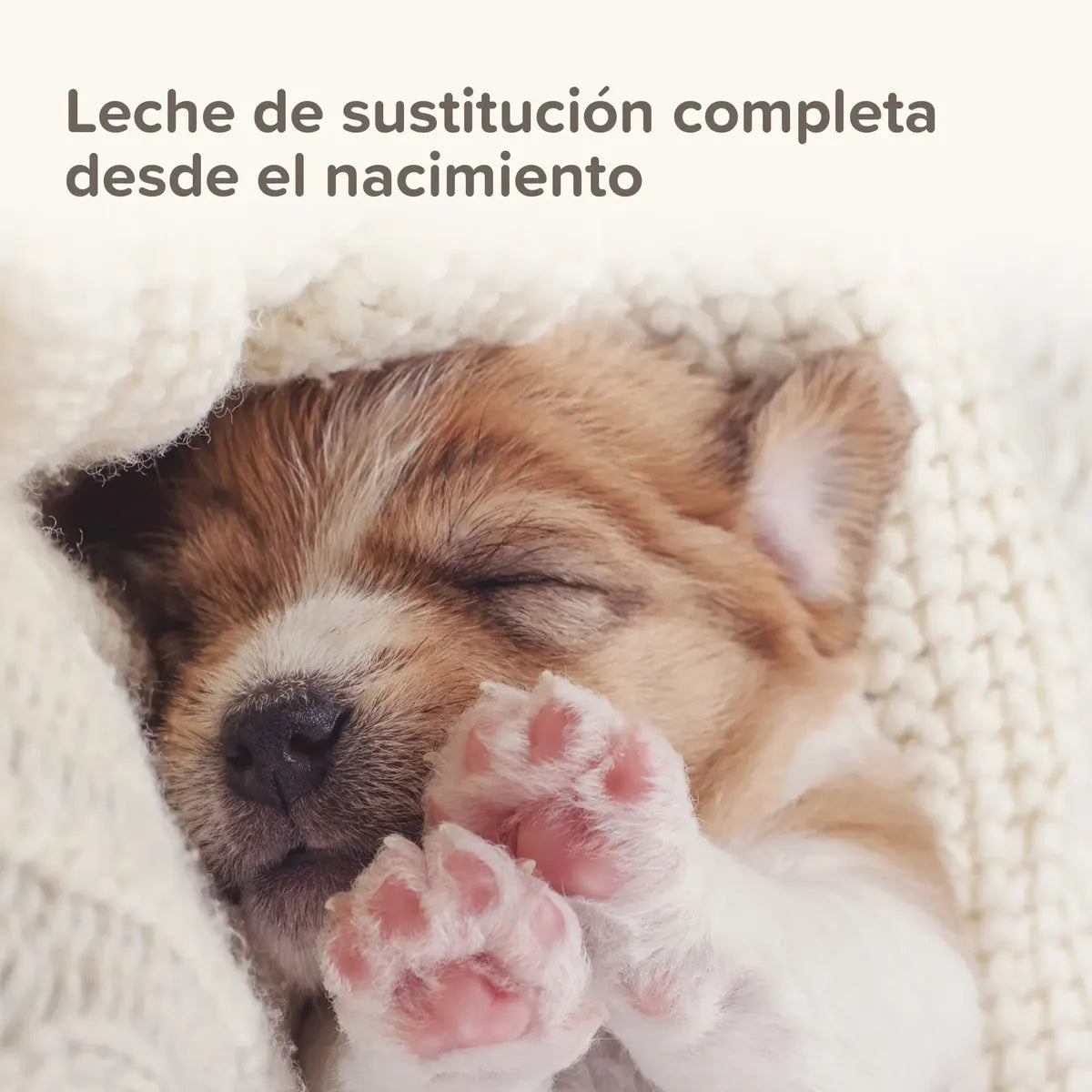 Lactol Puppy 250 g ( Leche en Polvo para cachorros con DHA )