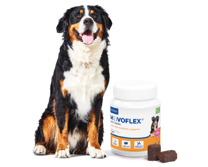 Movoflex L 30 Comprimidos Masticables ( Articulaciones ) perros más 35 kg